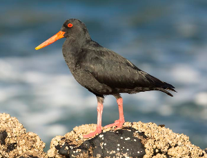 Oyster catcher at Pohatu by iNic